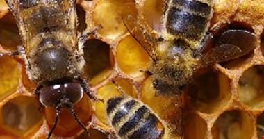 Produkce medu loni vzrostla, přibylo včelstev i včelařů