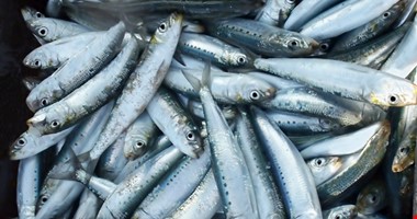 Nevyhovující sardinky z Maroka