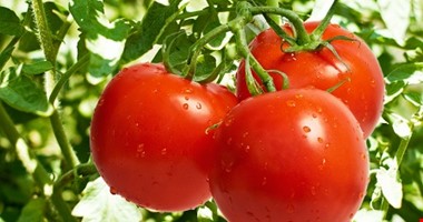 Pět skrytých zdravotních výhod rajčat