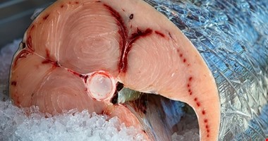 Veterináři stáhli 300 kg mečouna s rtutí, tuna se ho prodala