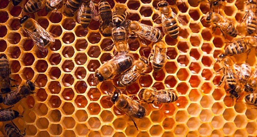 Nejvíc medu obchodníci dováží z Ukrajiny, ohrožují tím české včely