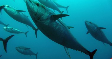 Nový rok má první rekord: V Japonsku se vydražil obří tuňák