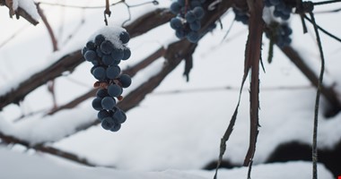 Hroznům se mrznout nechce, na ledové víno si počkáme do roku 2022