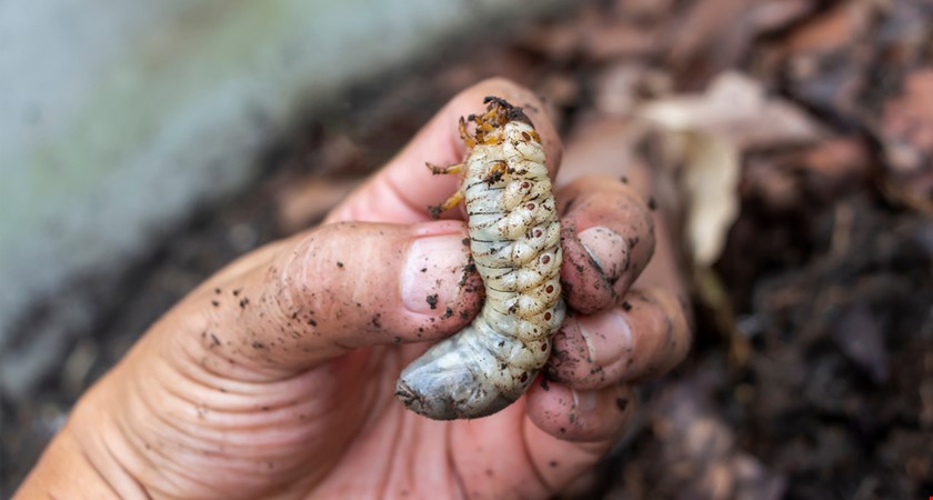 Červí larvy - již brzy v tradičních recepturách?