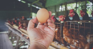 Praha bojuje za slepičky: Magistrát školám přikáže nakupovat vejce jen z bezklecových chovů