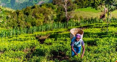 Klimatické změny ohrožují pěstování čaje v Keni a obživu milionů lidí