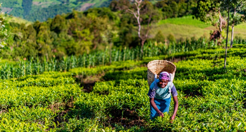 Klimatické změny ohrožují pěstování čaje v Keni a obživu milionů lidí
