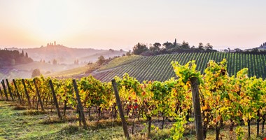 Vědci: Kvalitu vína mohou ovlivňovat mikroorganismy v půdě