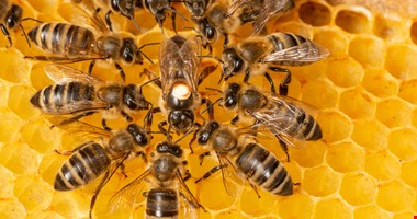 Dneska slaví včelky: Tipli byste si, co všechno musí ročně opylovat?