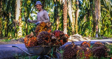 Palmový olej je zlo. Opravdu? Tak najděte lepší