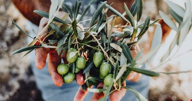 Sběr oliv už v Libanonu jede na plné obrátky: Ale co příští rok?