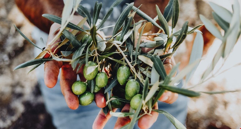 Sběr oliv už v Libanonu jede na plné obrátky: Ale co příští rok?